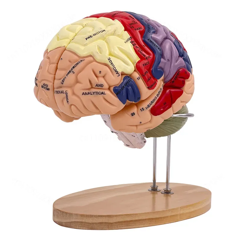 Model mózgu Deluxe z 2-krotnym – Medical Laboratory Science recenzja i cena
