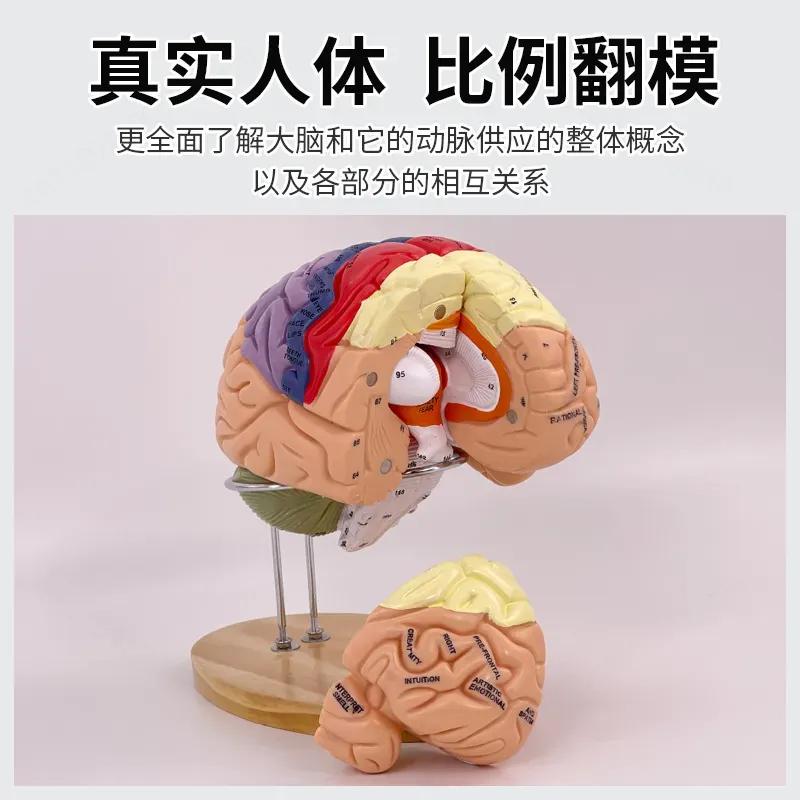 Model mózgu Deluxe z 2-krotnym – Medical Laboratory Science recenzja i cena