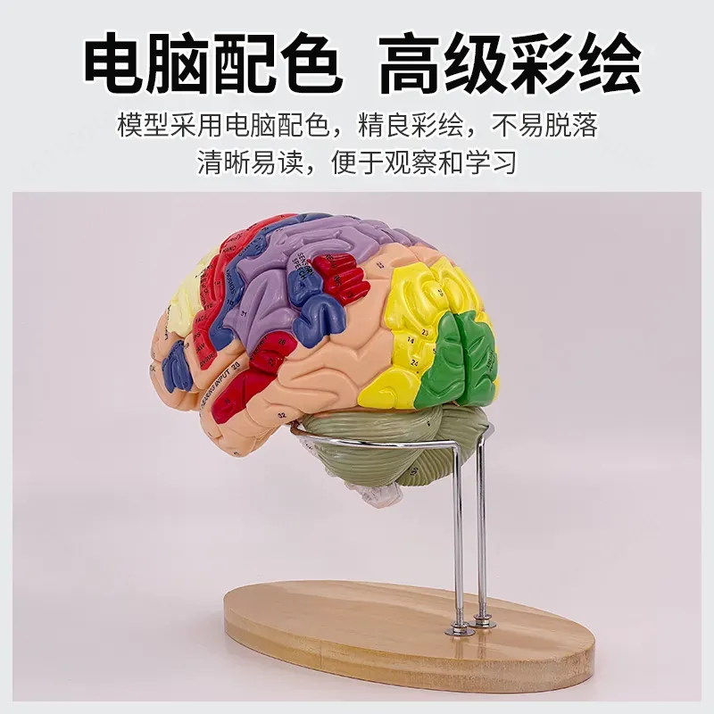 Model mózgu Deluxe z 2-krotnym – Medical Laboratory Science recenzja i cena
